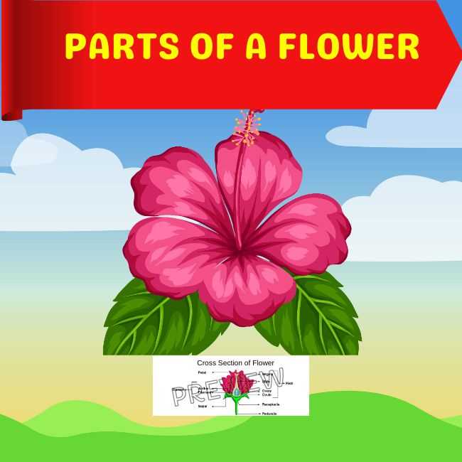 parts of a flower diagram