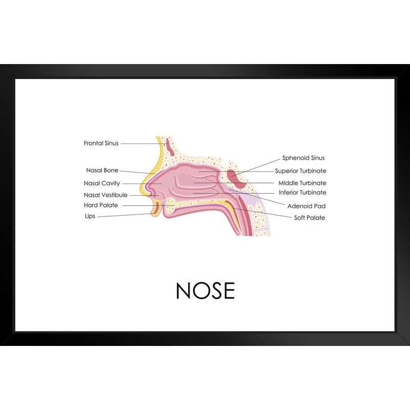 parts of human nose diagram