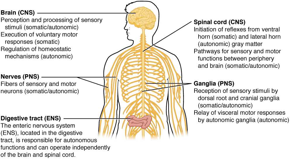 nervous system parts diagram