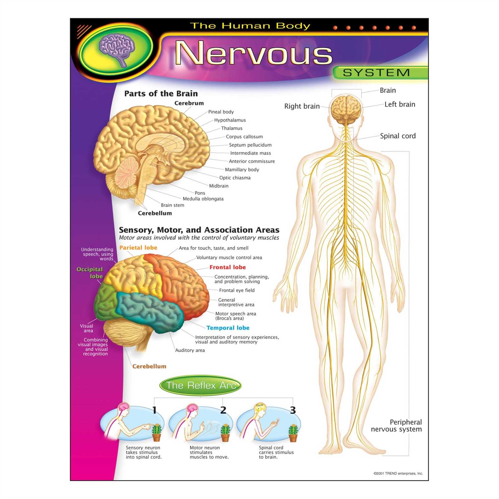 parts of the nervous system diagram