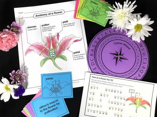 flower parts diagram worksheet