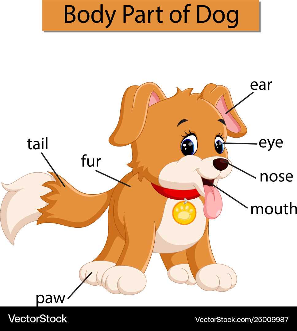 dog body parts diagram