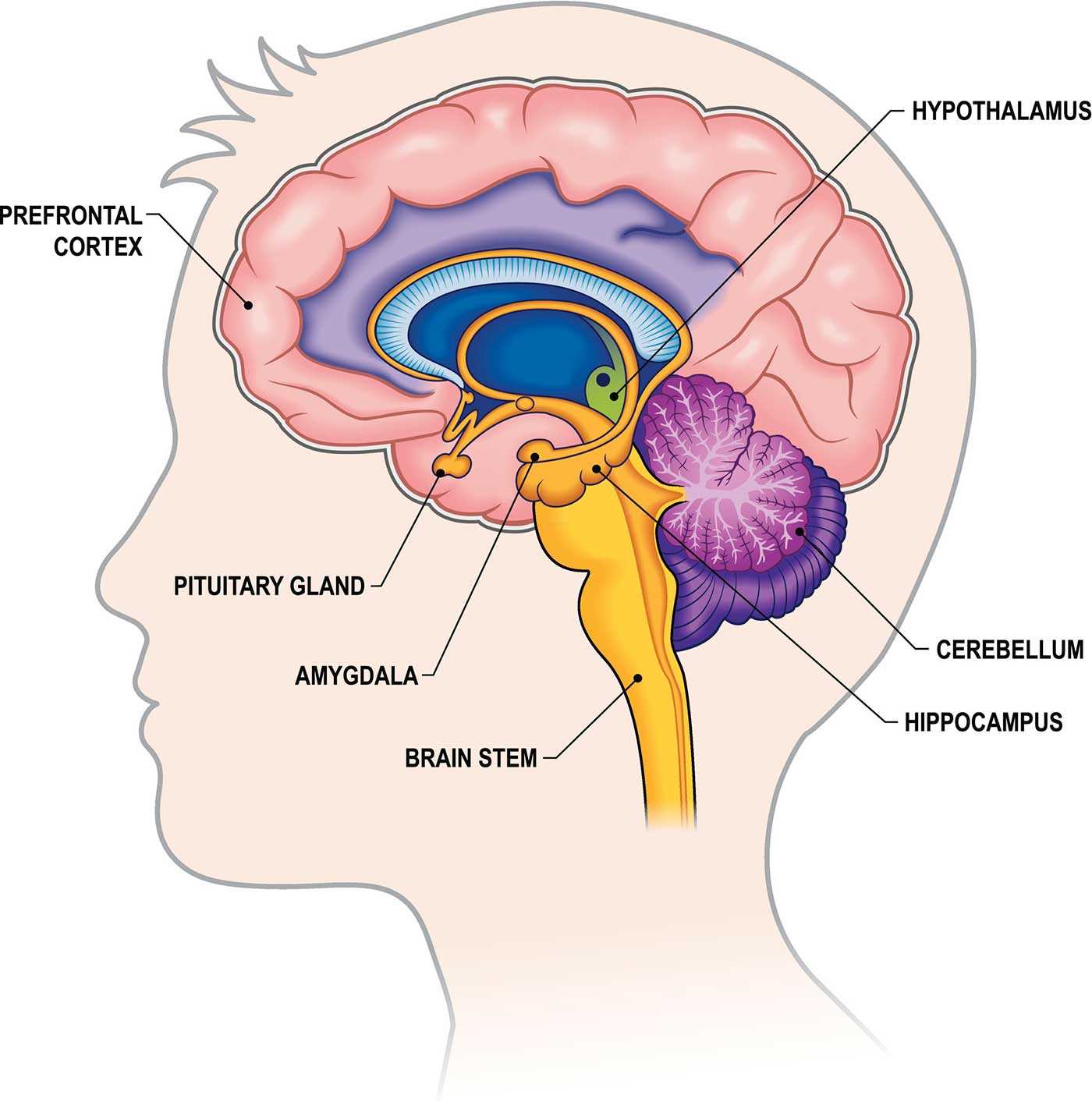 brain diagram and what each part does