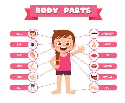 human body parts diagram with names