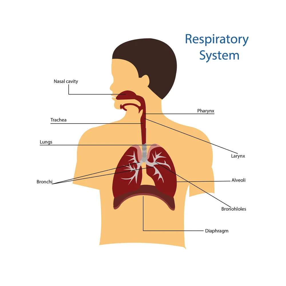 respiratory system parts diagram