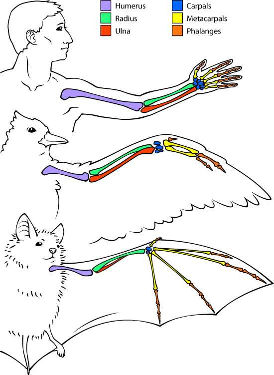 spider monkey body parts diagram