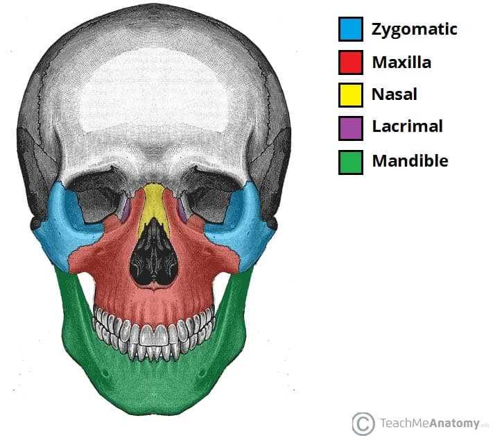 parts of the skull diagram