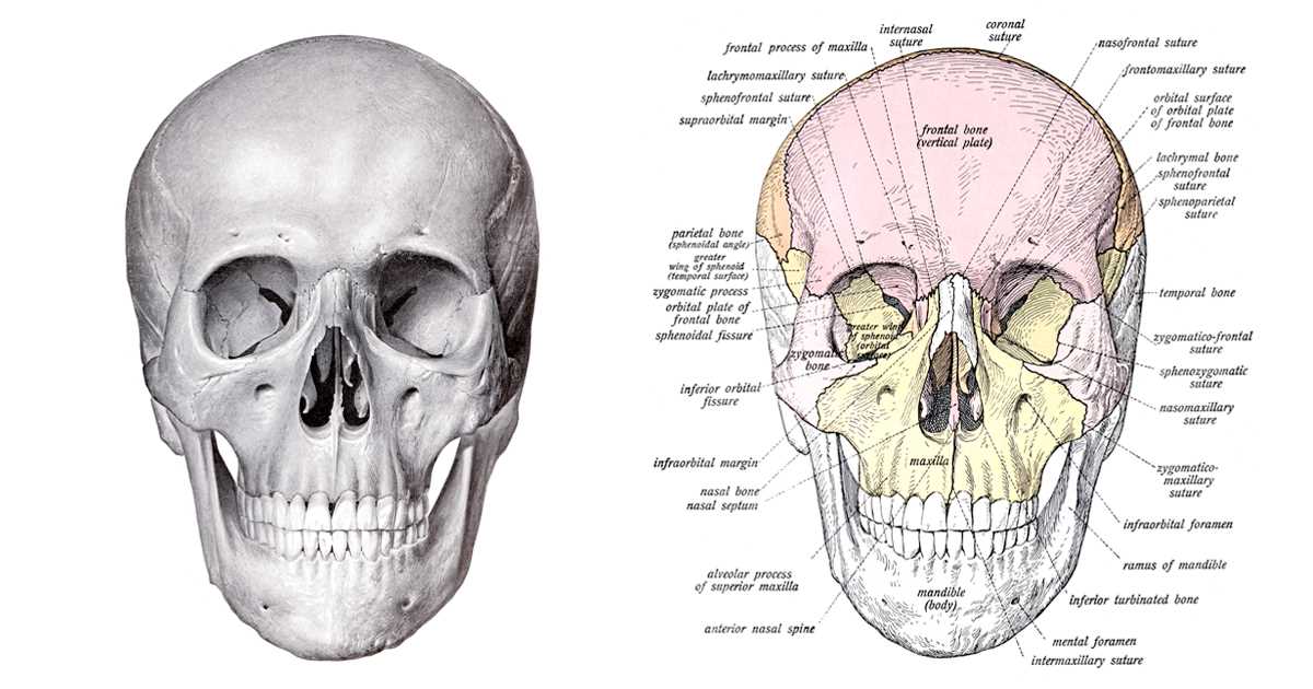 parts of the skull diagram