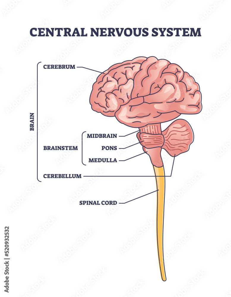 parts of the nervous system diagram