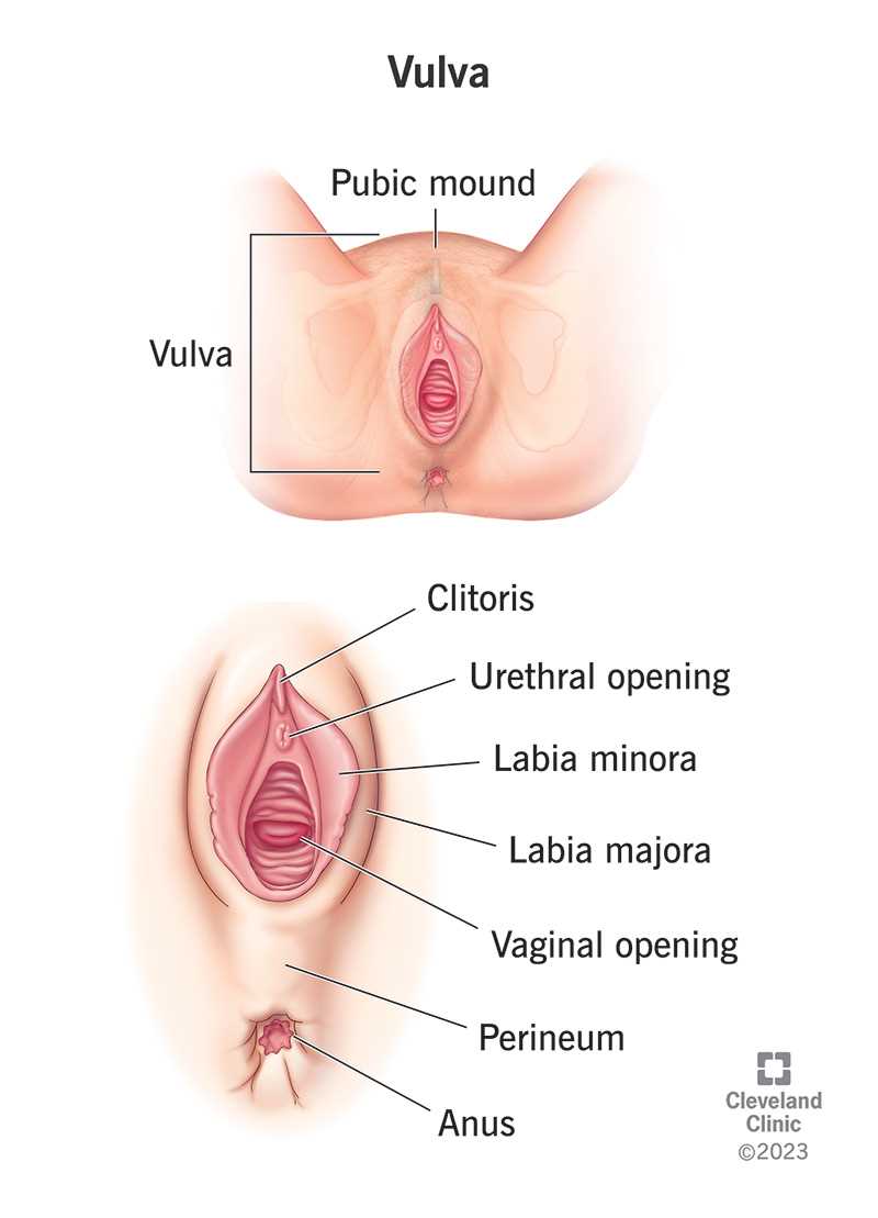 parts of vulva diagram