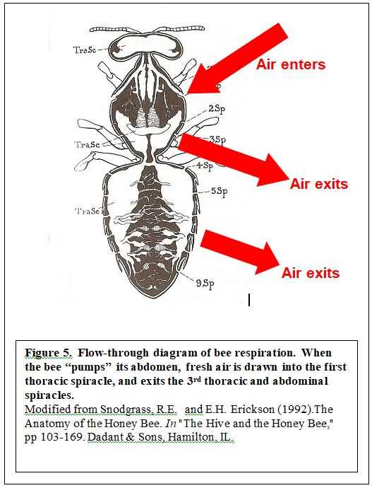 honey bee mouth parts diagram