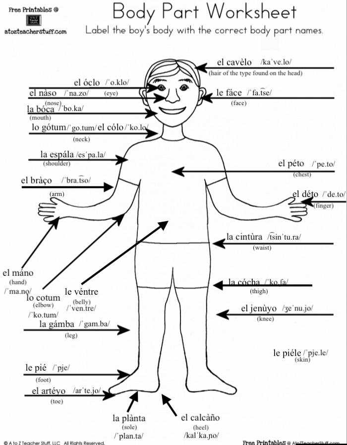 body parts diagram with names