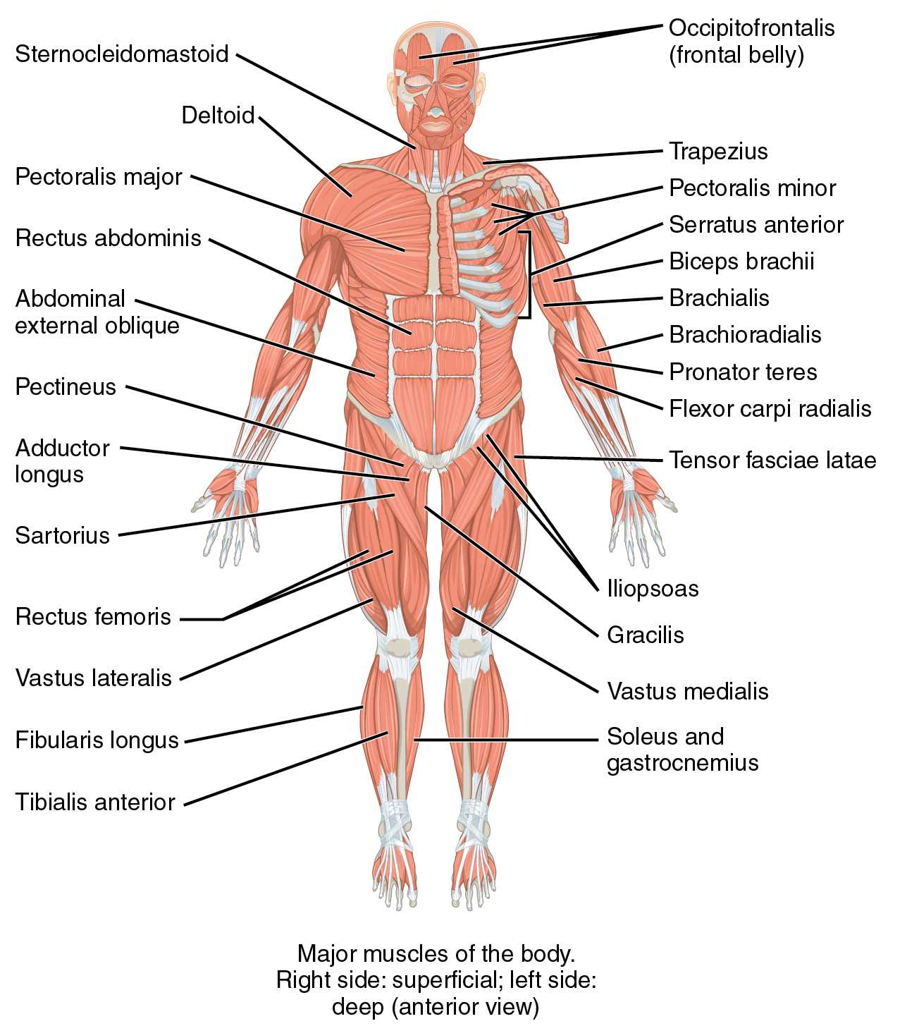 female body parts diagram with names