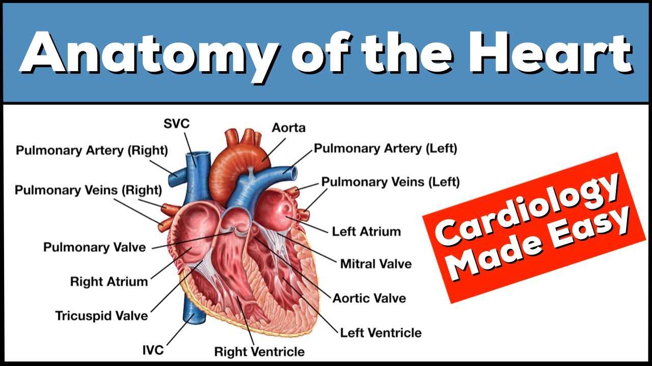 parts of the heart blank diagram