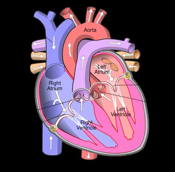 parts of the heart diagram