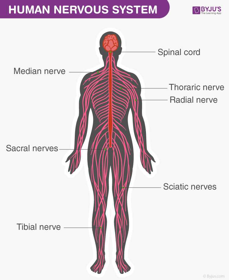 nervous system parts diagram