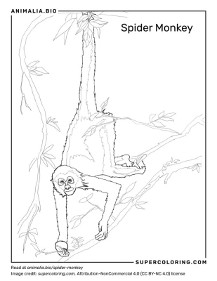 spider monkey body parts diagram