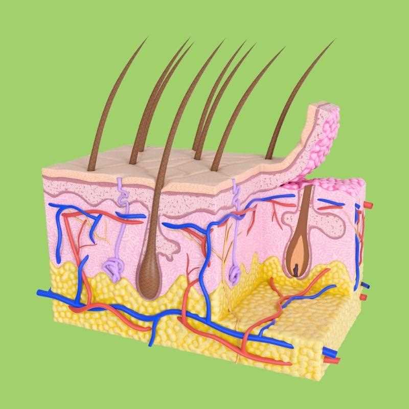 parts of the skin diagram