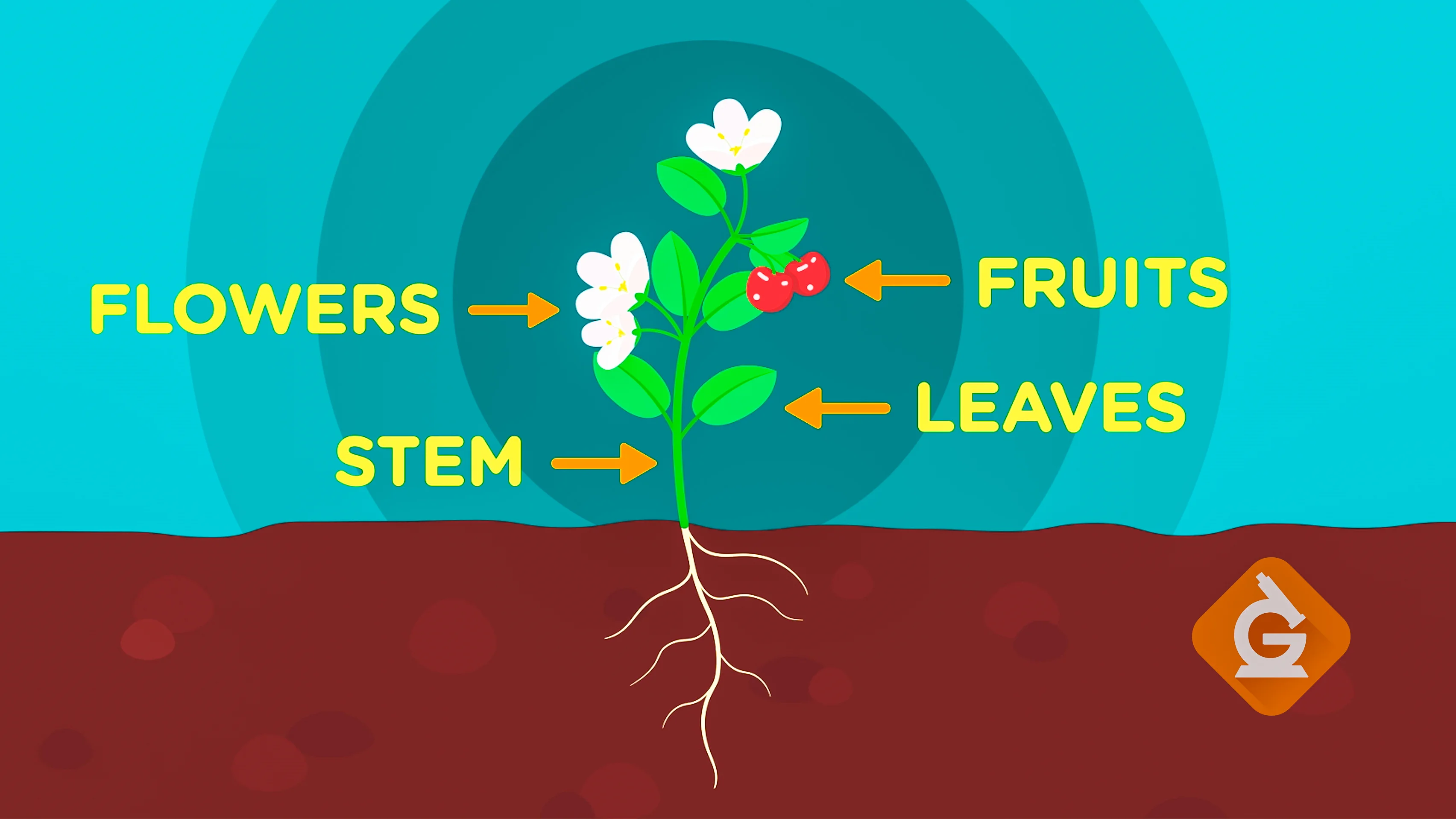 parts of a flower diagram quiz