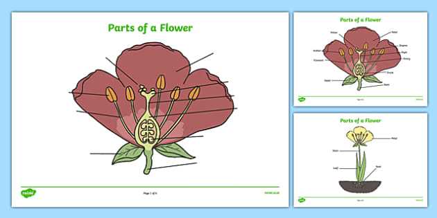 simple parts of a flower diagram