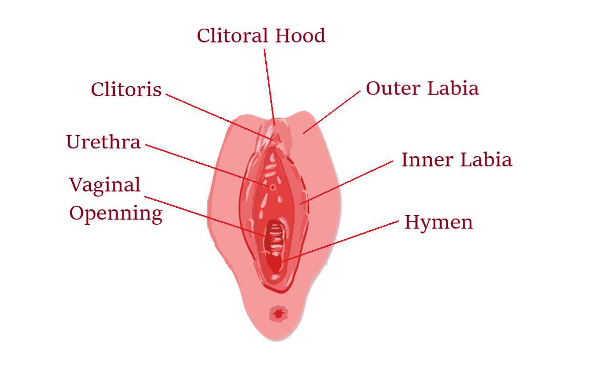 parts of vulva diagram