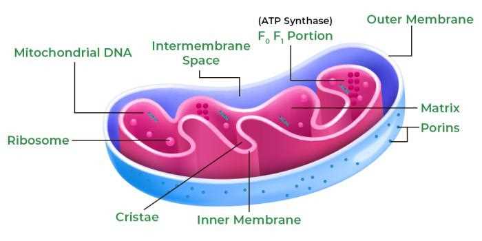 mitochondria diagram with parts