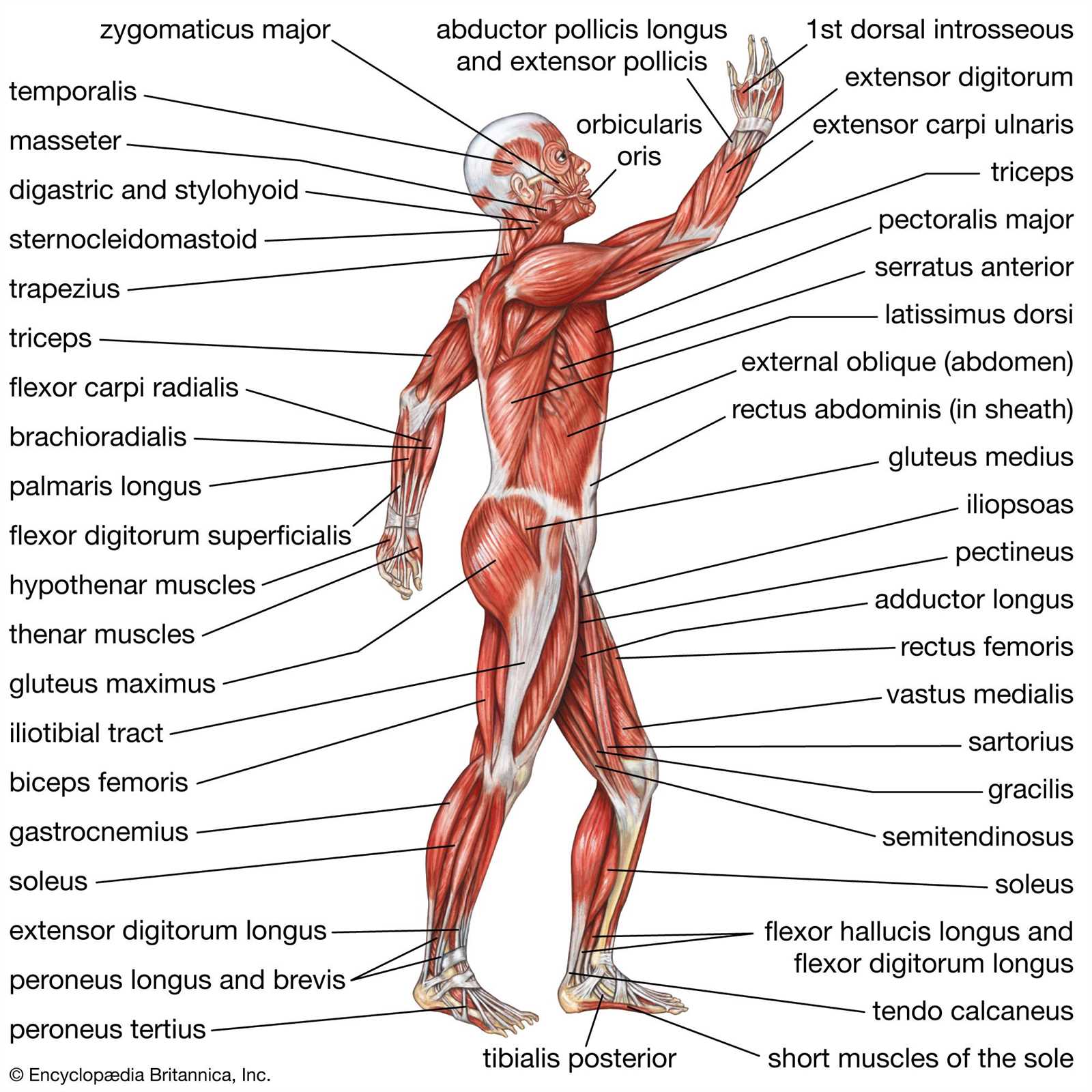 body muscle parts diagram