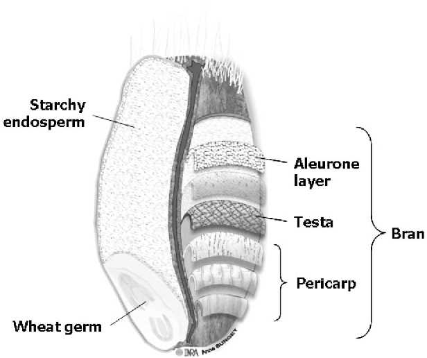 wheat diagram parts