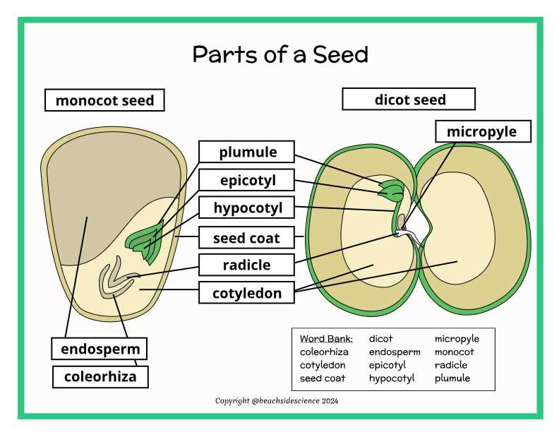 diagram parts of a seed