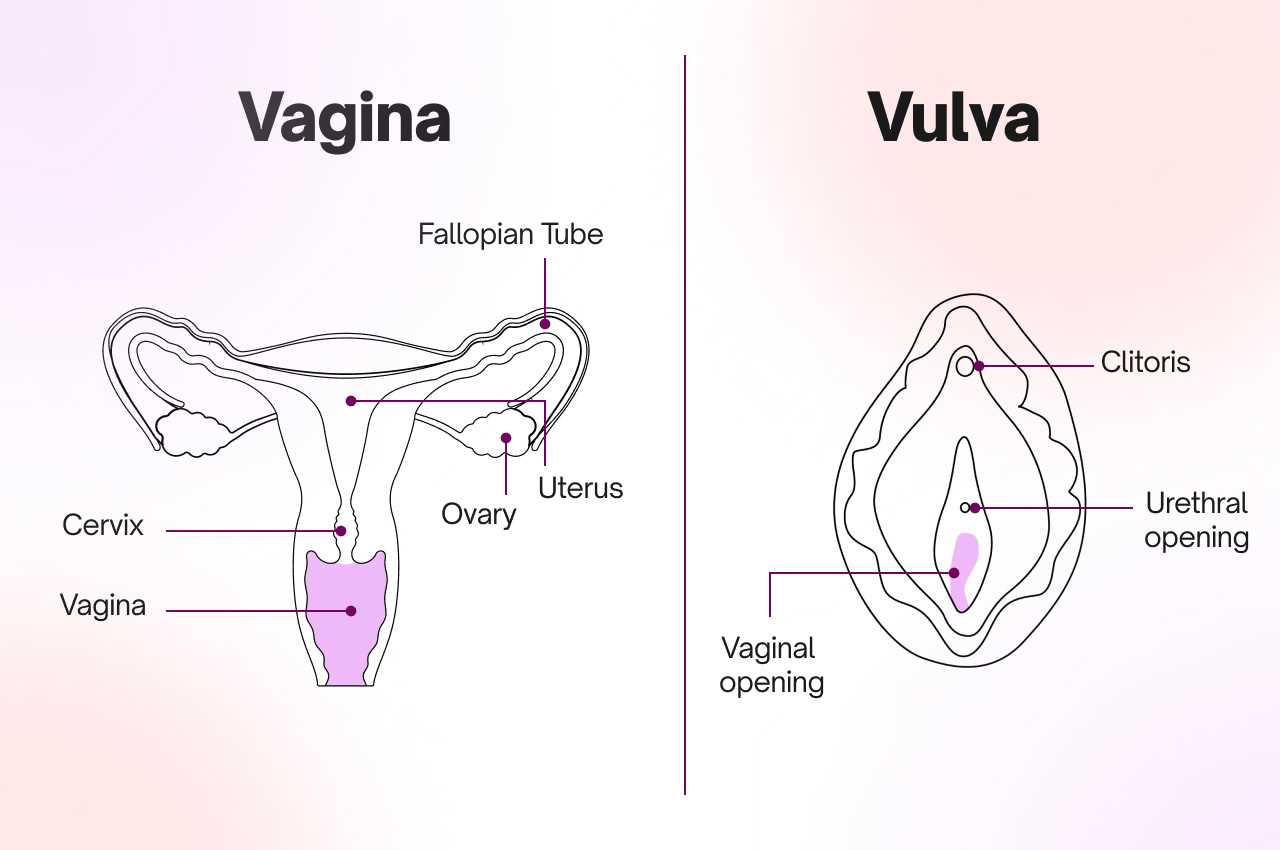 parts of vulva diagram