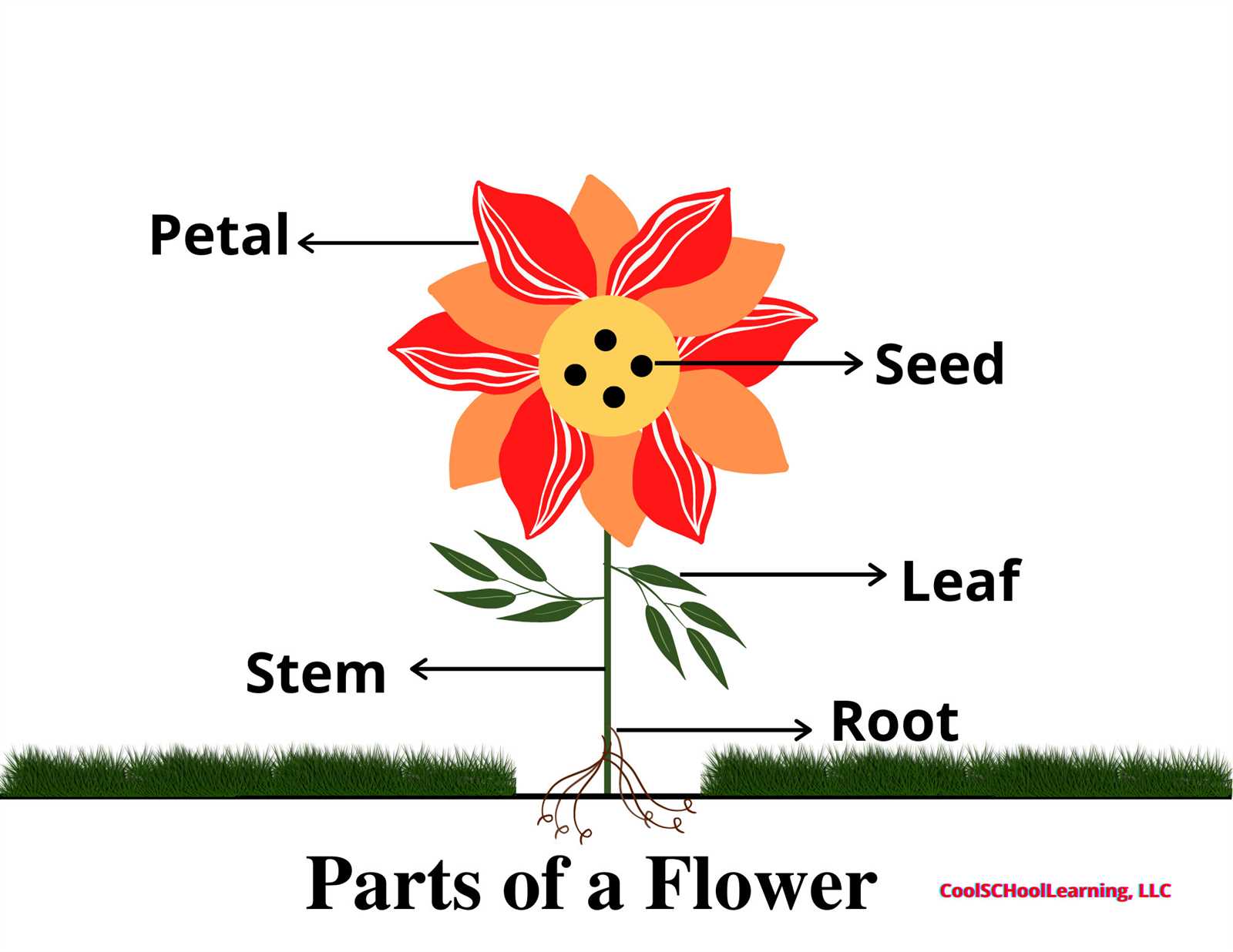 what are the parts of a flower with diagram