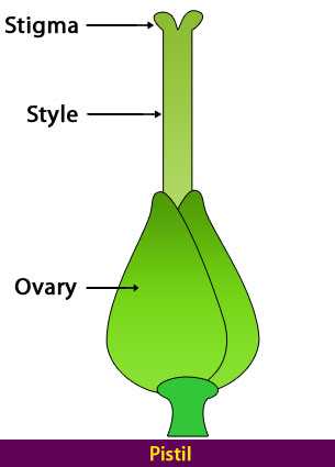 diagram flower parts