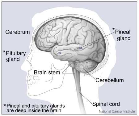 nervous system parts diagram