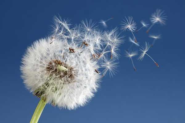 diagram dandelion parts labeled