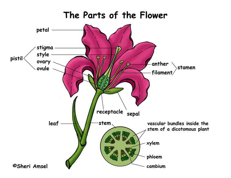 what are the parts of a flower with diagram