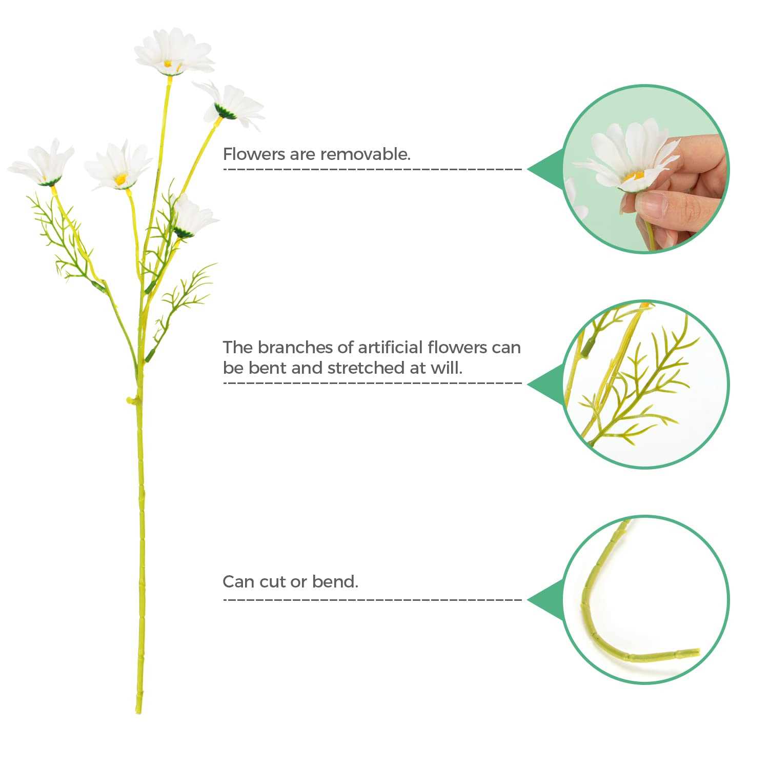 parts of a daisy flower diagram