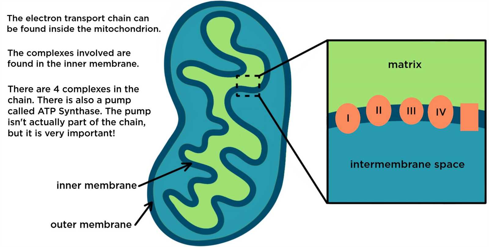 mitochondria diagram with parts