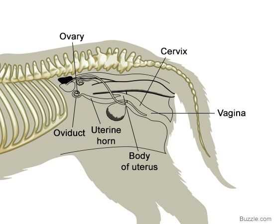 dog body parts diagram