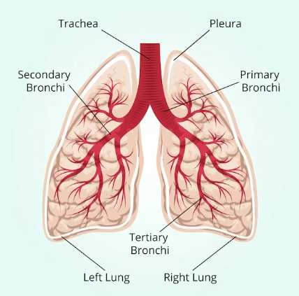 respiratory system parts diagram