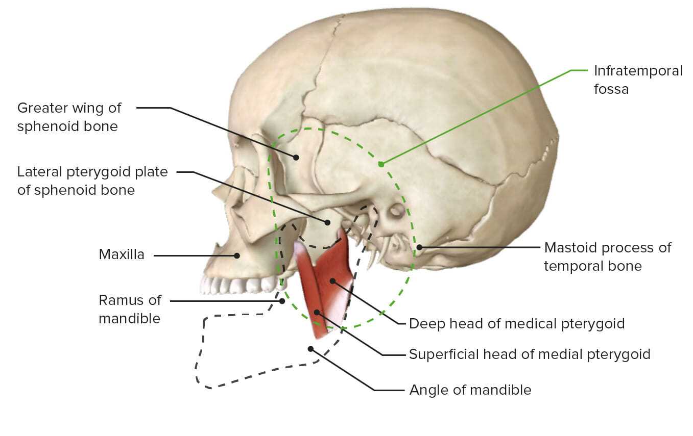 parts of the skull diagram