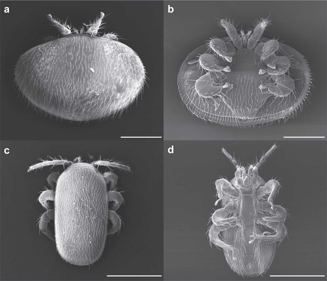 honey bee mouth parts diagram