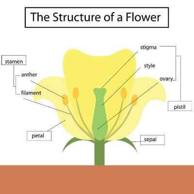 simple parts of a flower diagram