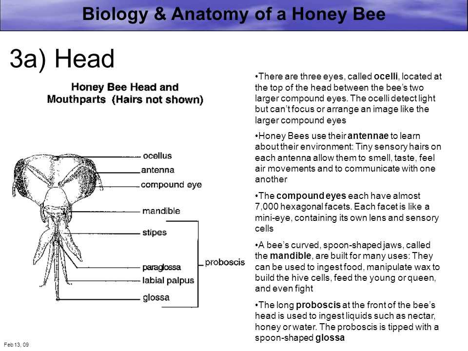 honey bee mouth parts diagram