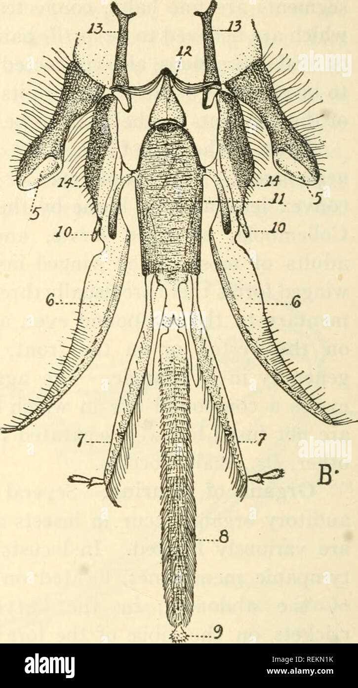 honey bee mouth parts diagram