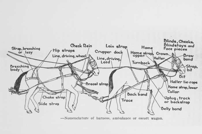 horse cart parts diagram