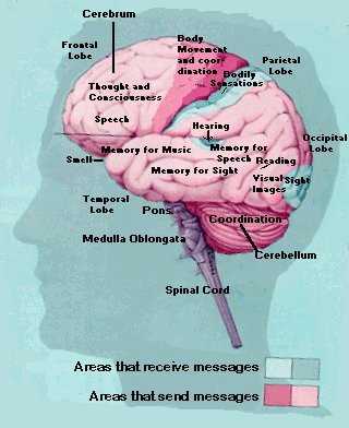 brain diagram and what each part does