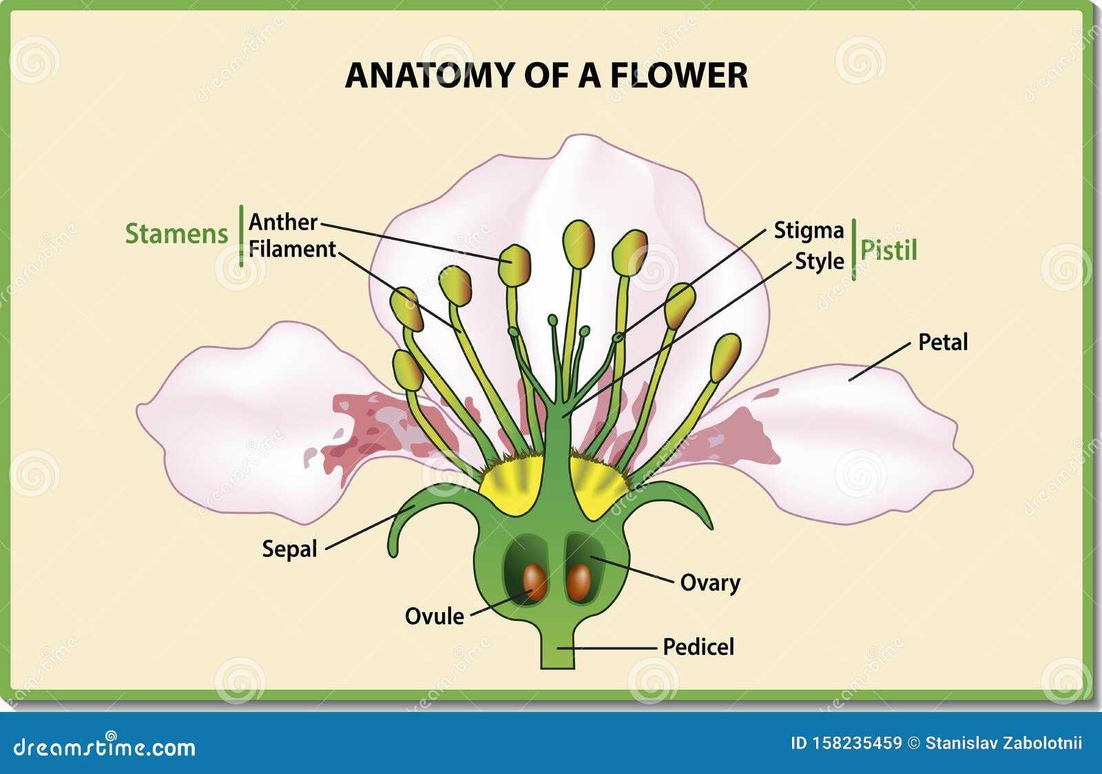 parts of a flower diagram