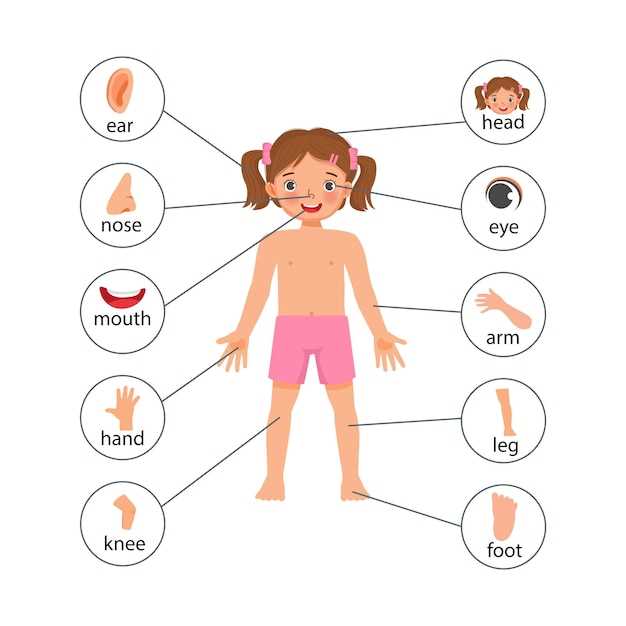 human body parts diagram with names