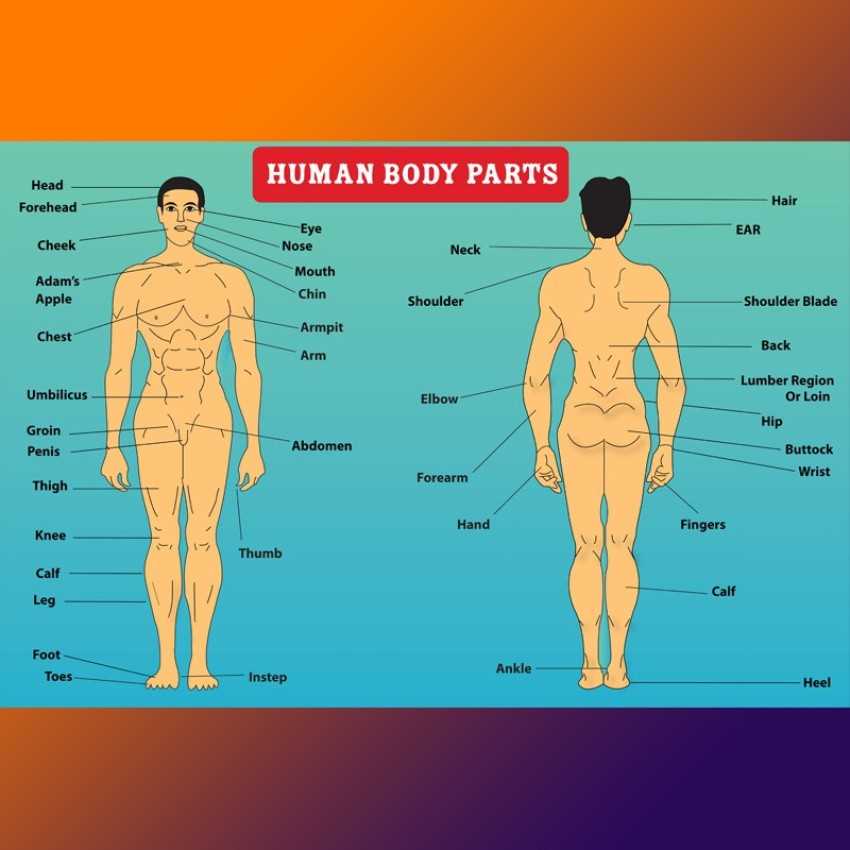 human body parts diagram with names