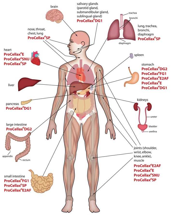 human body parts diagram with names